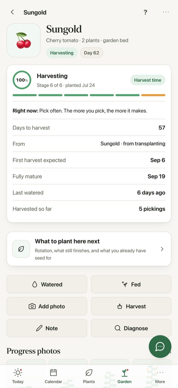 A tomato plant's photo timeline playing back, with the day and growth stage on the frame.